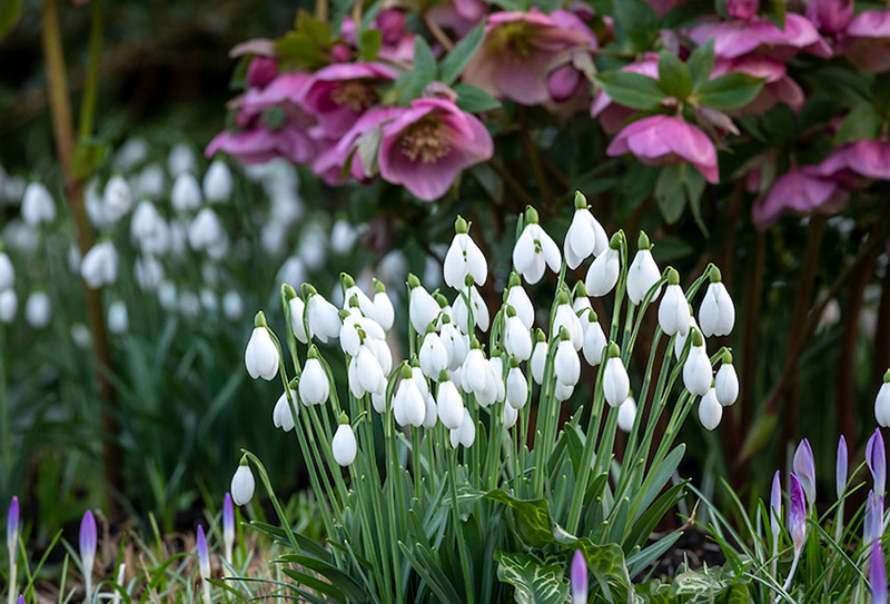 What’s going on in the garden in February?-image