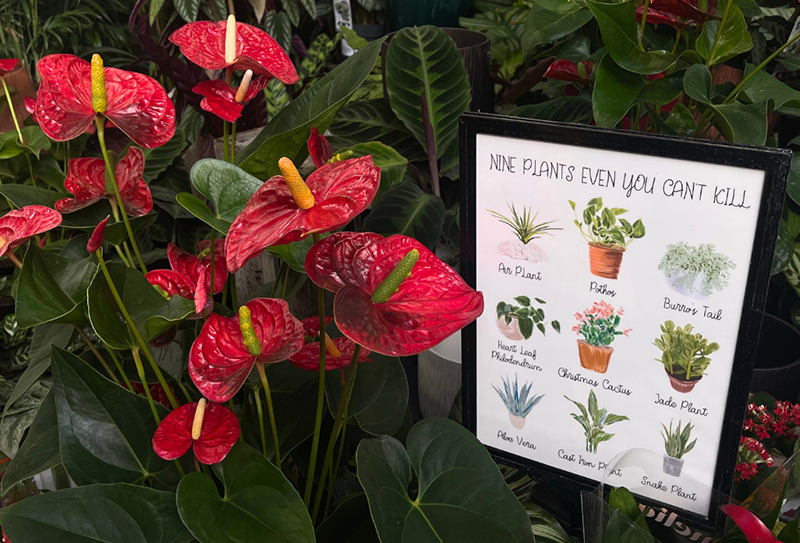 National Houseplant Week: Bring some new life into your home for 2024   Whitehall Garden Centre