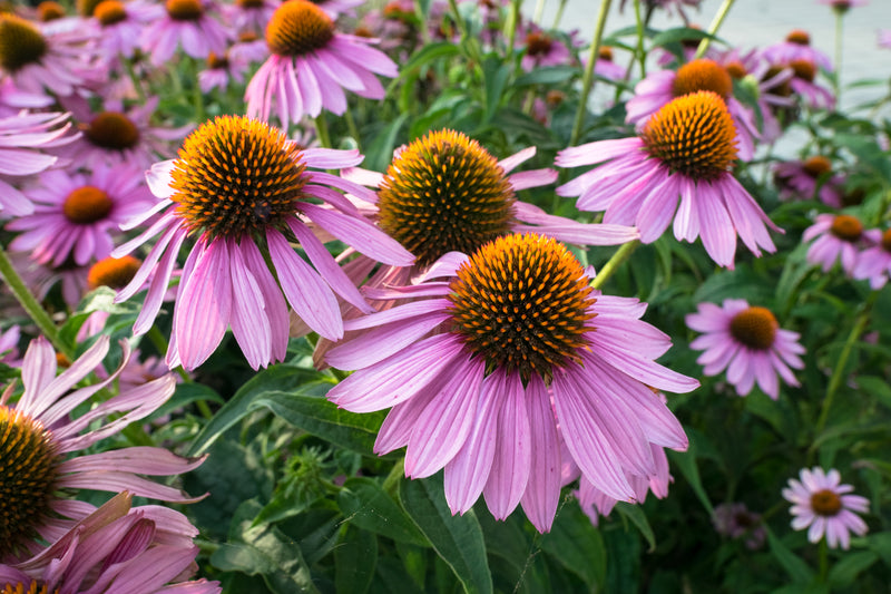 Tips on cutting back perennials in autumn-image