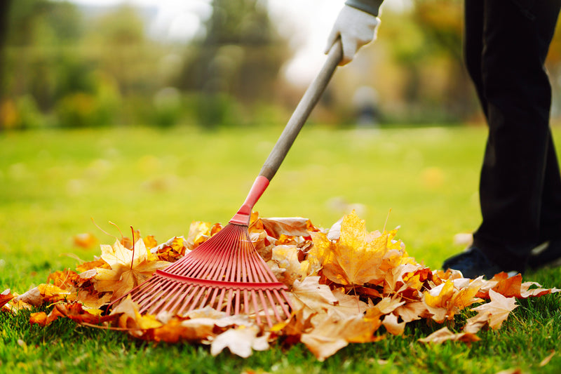 7 top autumn garden care tips-image