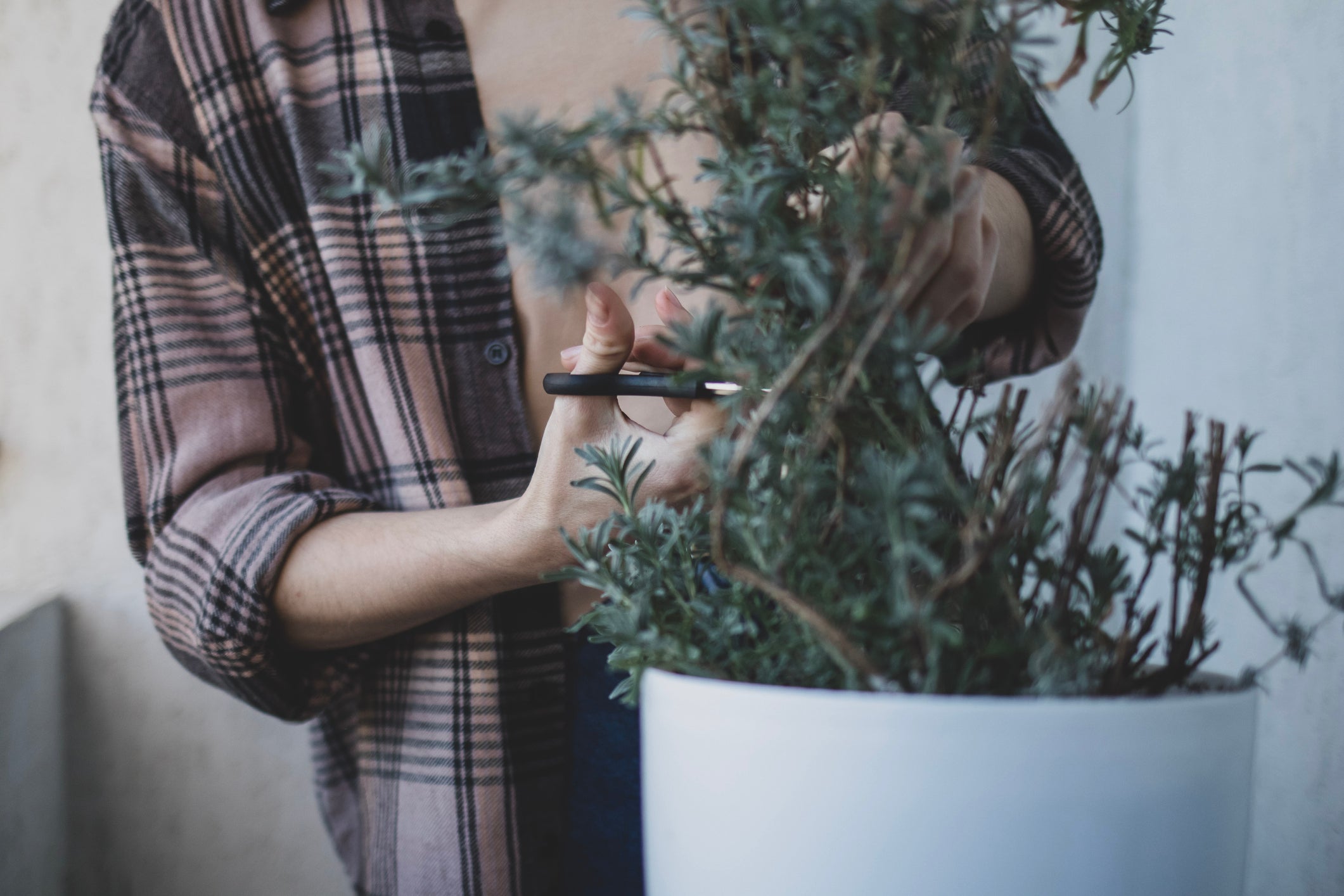 15 gardening tips for February Whitehall Garden Centre