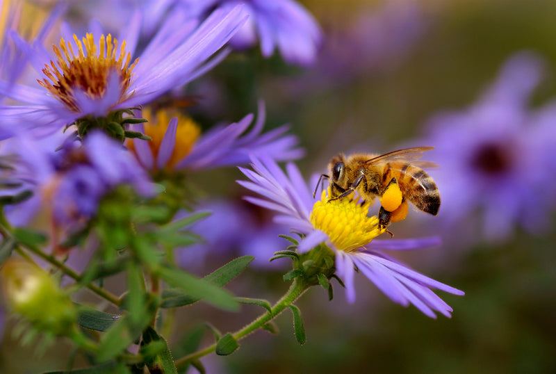 Planting a honey bee flower garden-image