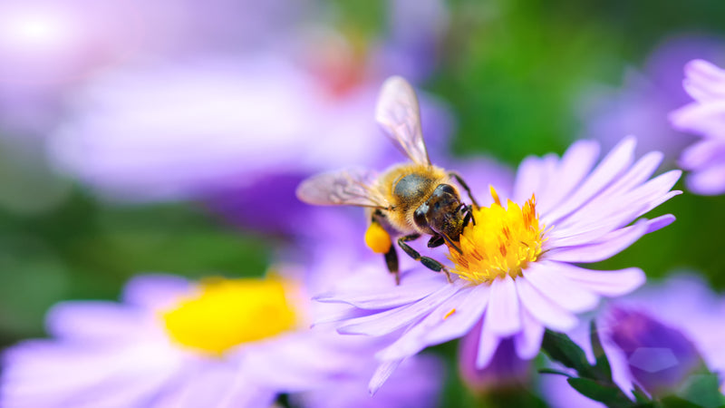 How to attract beneficial insects to your garden-image