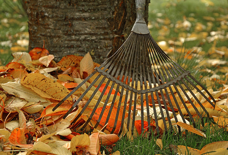 Top 5 Gardening Tips for Autumn-image
