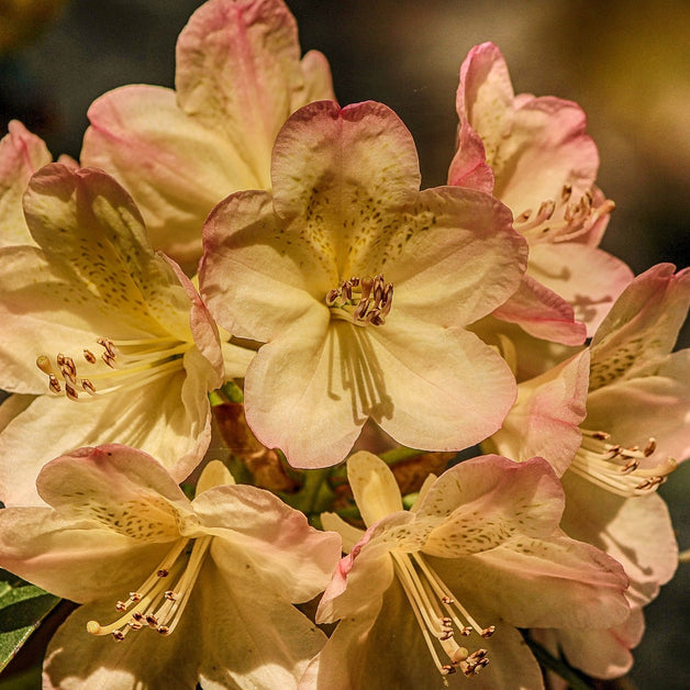 Rhododendron Horizon Monarch 7.5L
