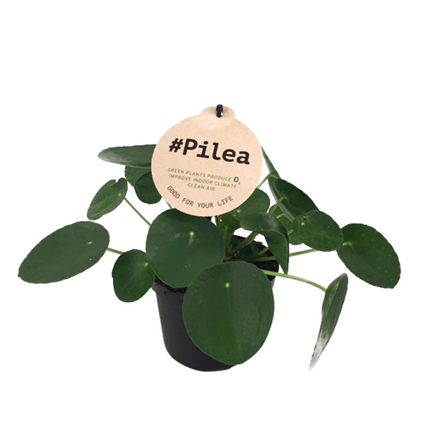 Pilea Pepperomoides (Chinese Money Plant) 6cm