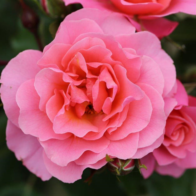Bush Rose Anne's Rose 3L