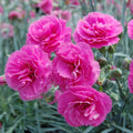 Dianthus Pinks Devon Lily The Pink 1L