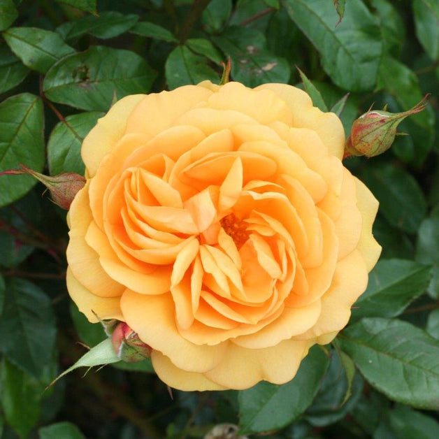 Bush Rose Golden Beauty 3L