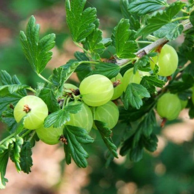 Gooseberry (Ribes Uva-crispa) 'Hinnonmaki Green' 3L