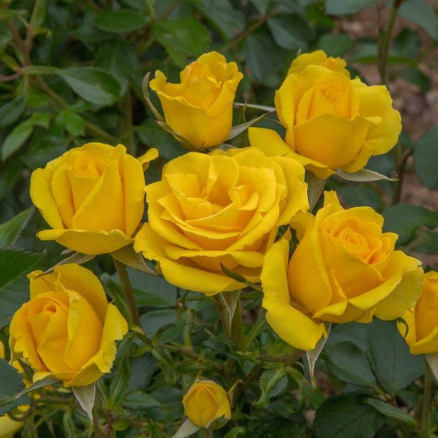 Bush Rose Grandma's Rose 3L