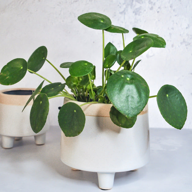 Pilea Pepperomoides (Chinese Money Plant) 6cm
