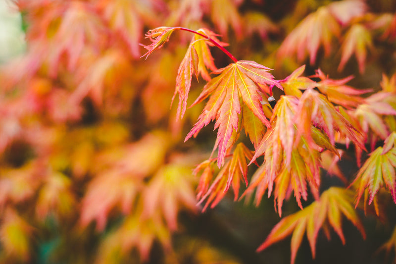 How to add autumn colour to your garden-image