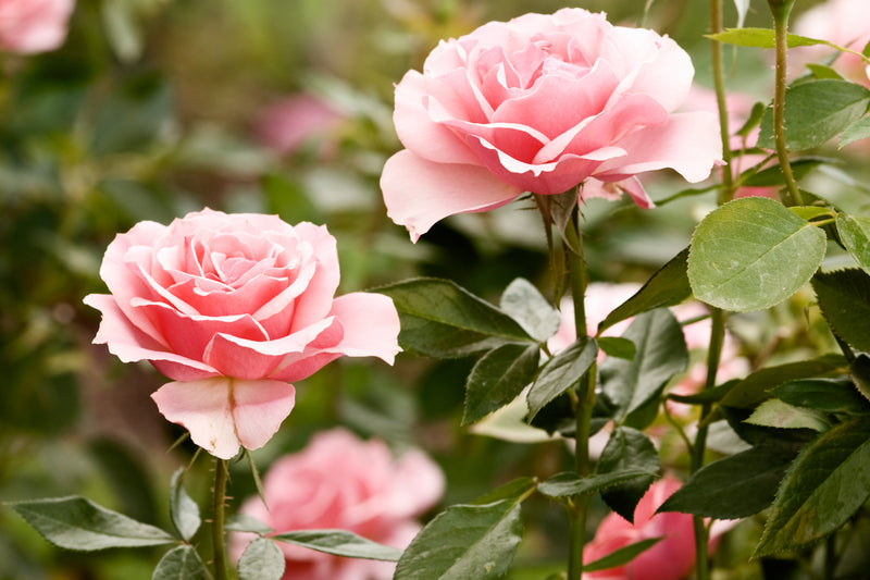 How to plant bare root roses-image
