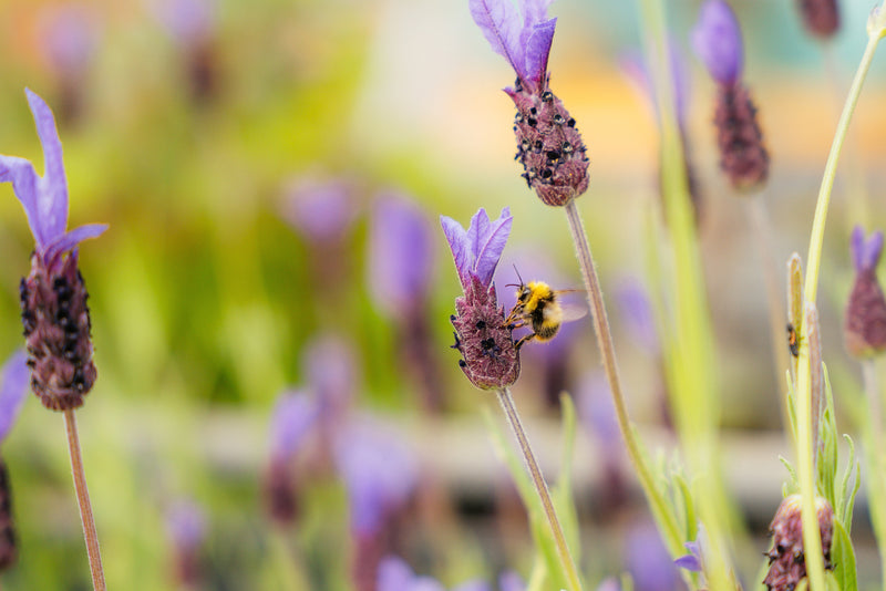 Planting pollinator-friendly flowers-image