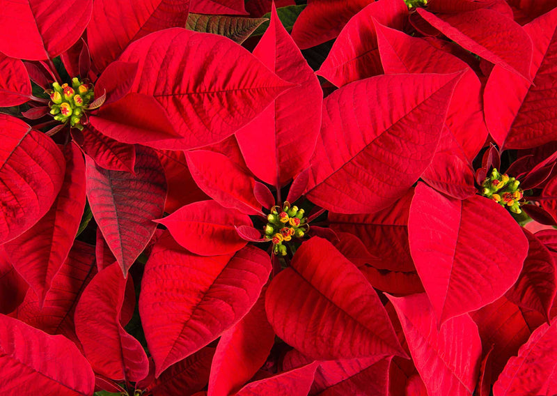 Poinsettia - The Floral Star of Christmas-image