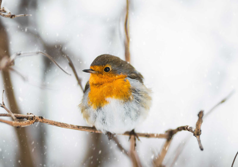 Encouraging winter garden birds-image