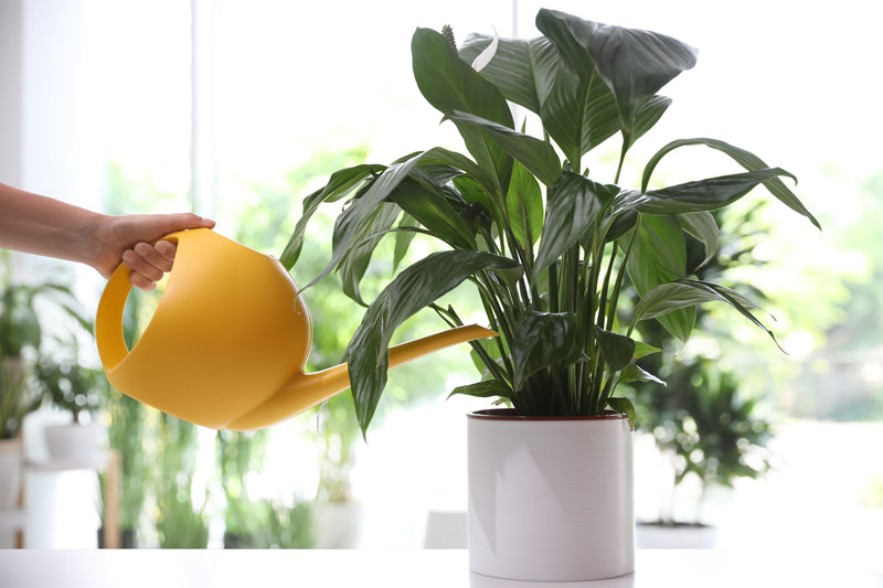 How to feed your houseplants-image