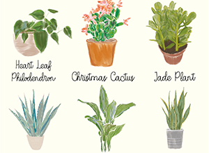 House plants even you can't kill-image