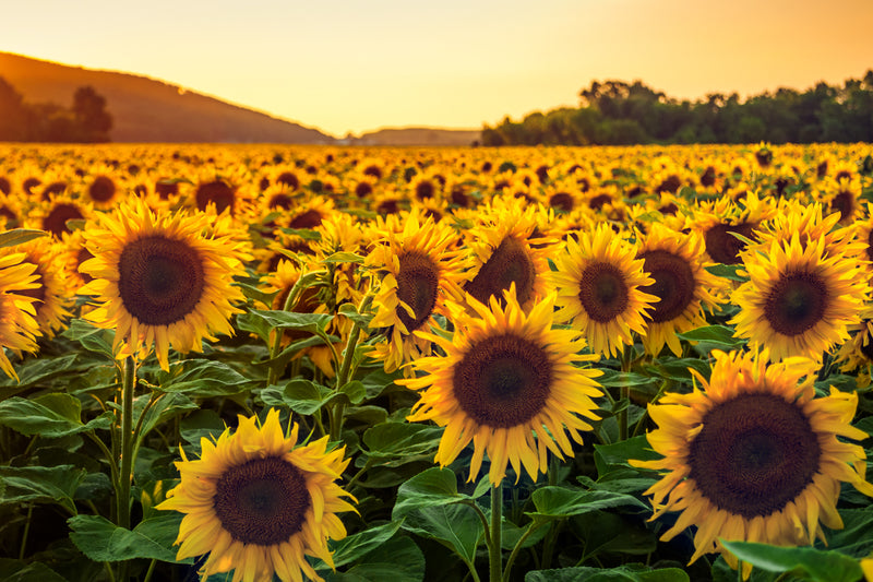 How to grow Sunflowers-image