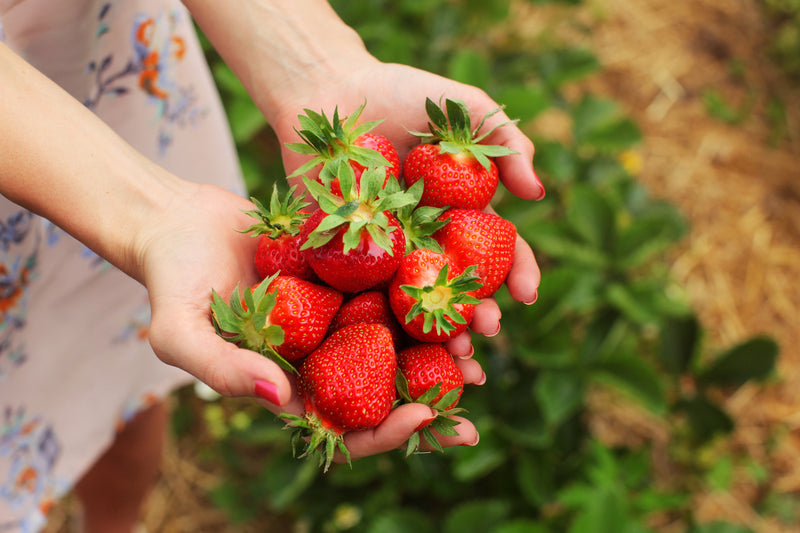 Fruit and Vegetable gardening tips for summer-image