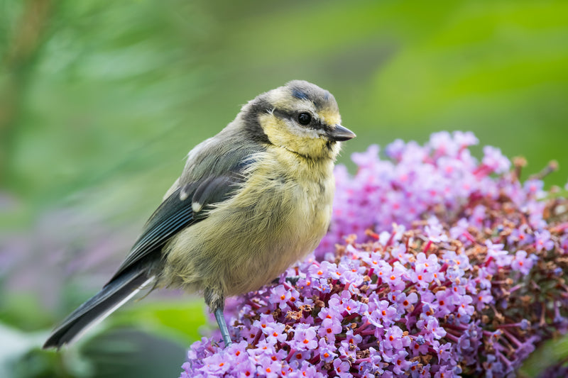 6 ways to attract wildlife to your garden-image