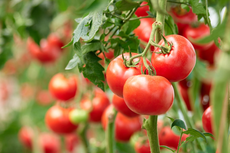 Harvesting tomatoes-image