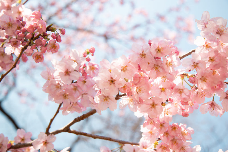 Fantastic flowering cherry trees and how to grow them-image