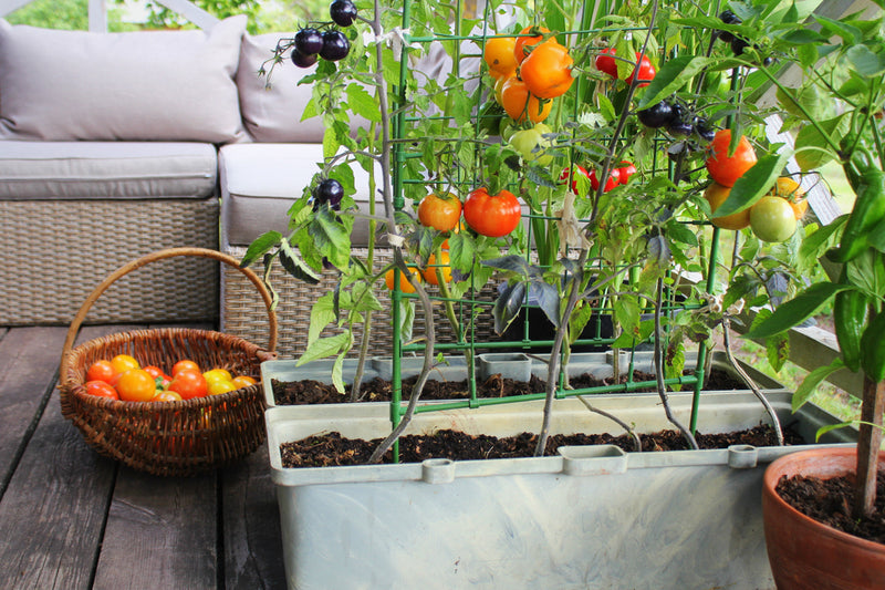 How to grow fruit on your balcony-image