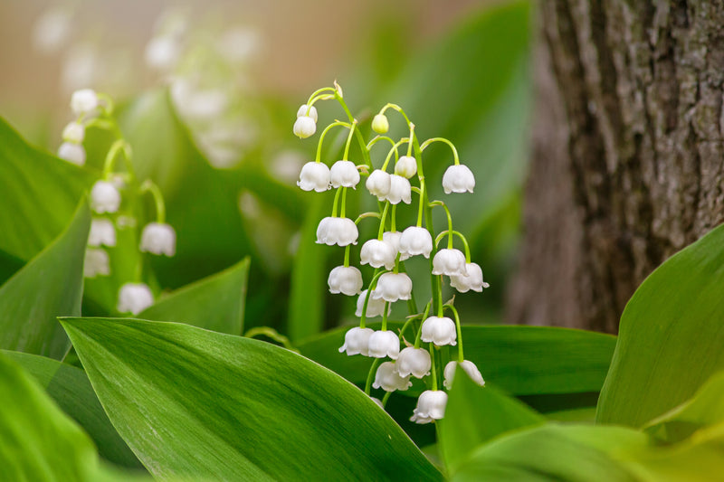 Top 10 scented spring plants-image