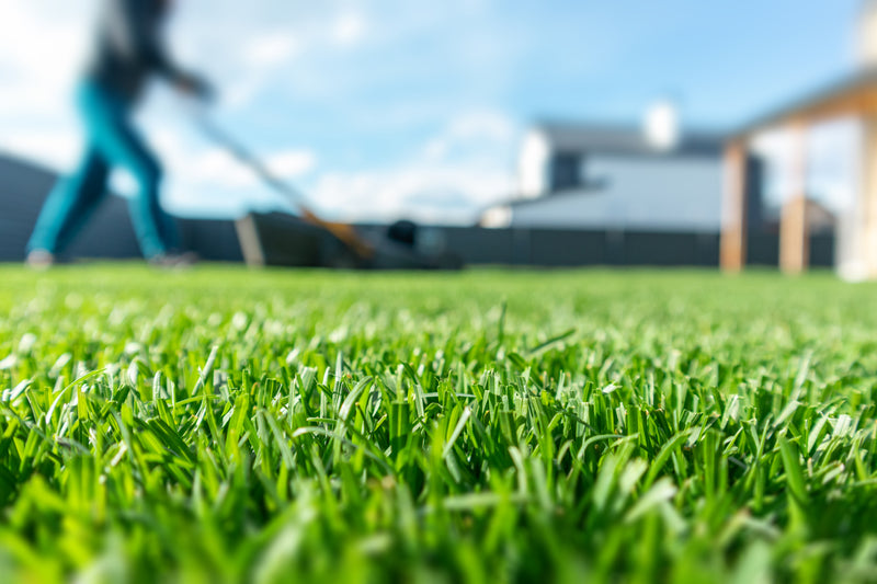 How to fertilise your lawn in a few steps-image