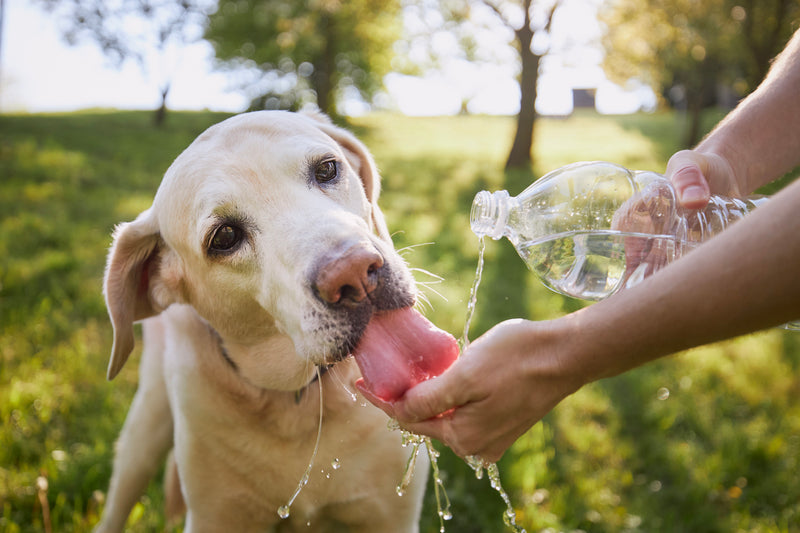 Keeping animals cool in heat-image