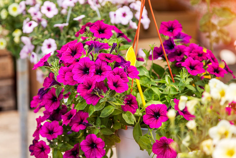 Best flowers to grow in a hanging basket-image