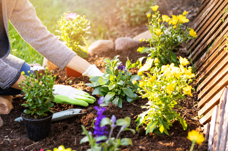 15 garden tips for June-image