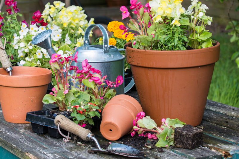 15 gardening tips for May-image