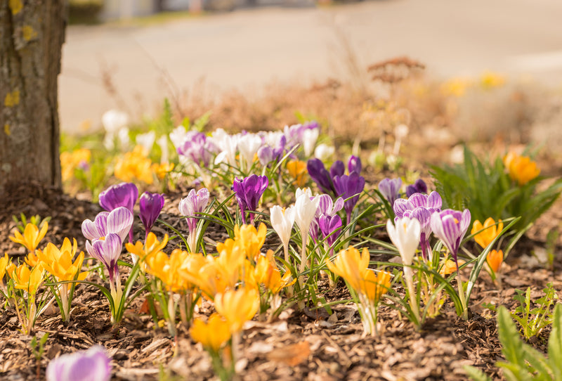 15 gardening tips for March-image