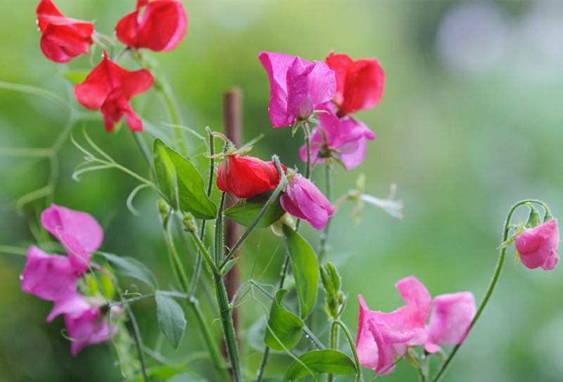 Flowers to plant now to create your perfect summer garden!-image