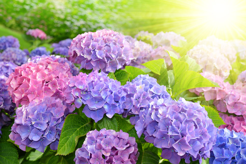 Landscaping with hydrangeas-image