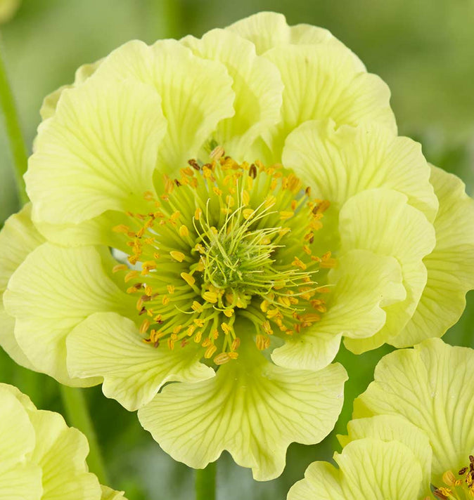 Geum Banana Daiquiri 2L