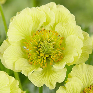 Geum Banana Daiquiri 2L