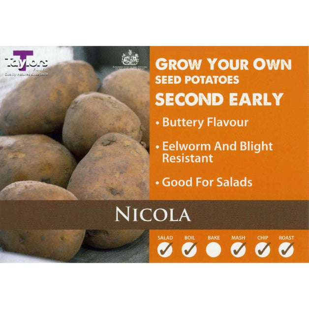 Nicola - Second Early Seed Potatoes