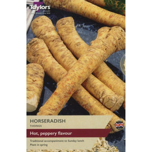 Horseradish Thongs