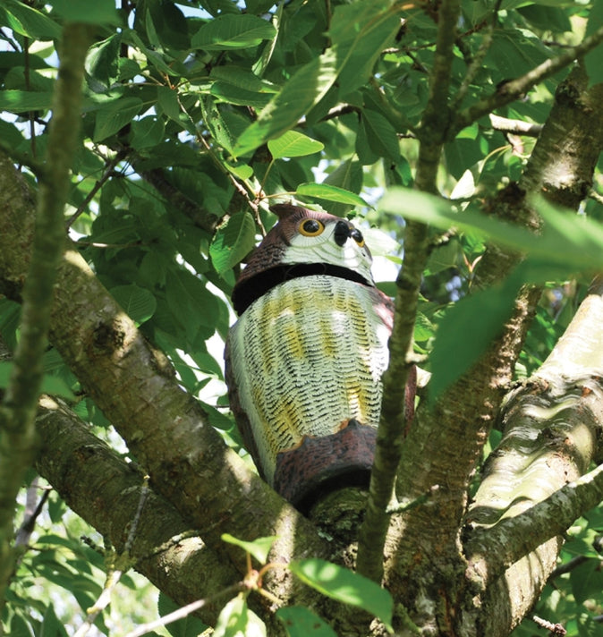 Wind Action Owl