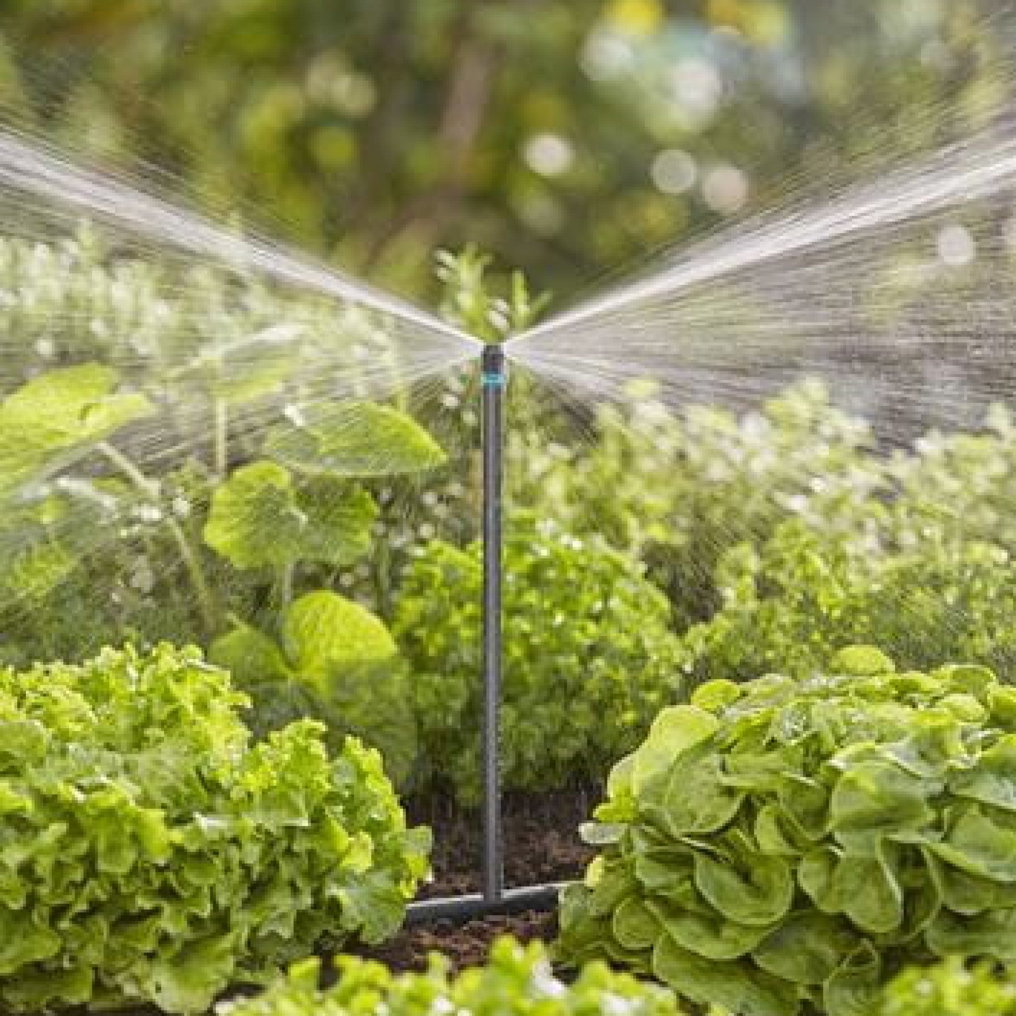 Micro Springkle Micro Strip Sprinkler – Whitehall Garden Centre