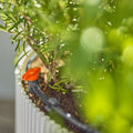 Micro-Drip-Irrigation Balcony Set (15 plants)