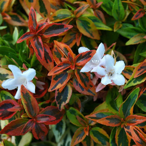 Abelia Kaleidoscope 2L
