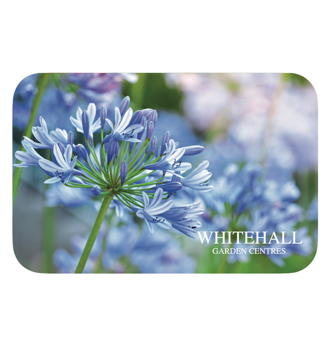 Whitehall Gift Card - Agapanthus