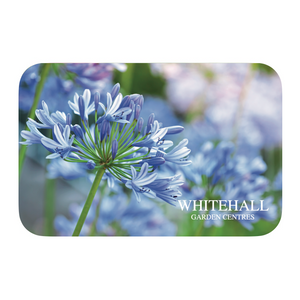 Whitehall Gift Card - Agapanthus
