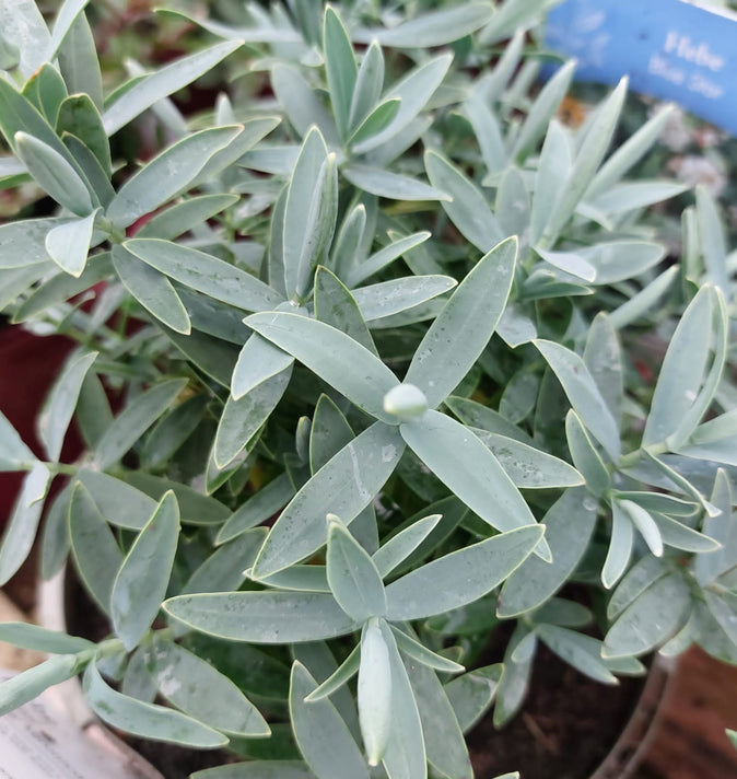 Hebe Blue Star 2L
