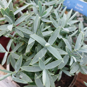 Hebe Blue Star 2L